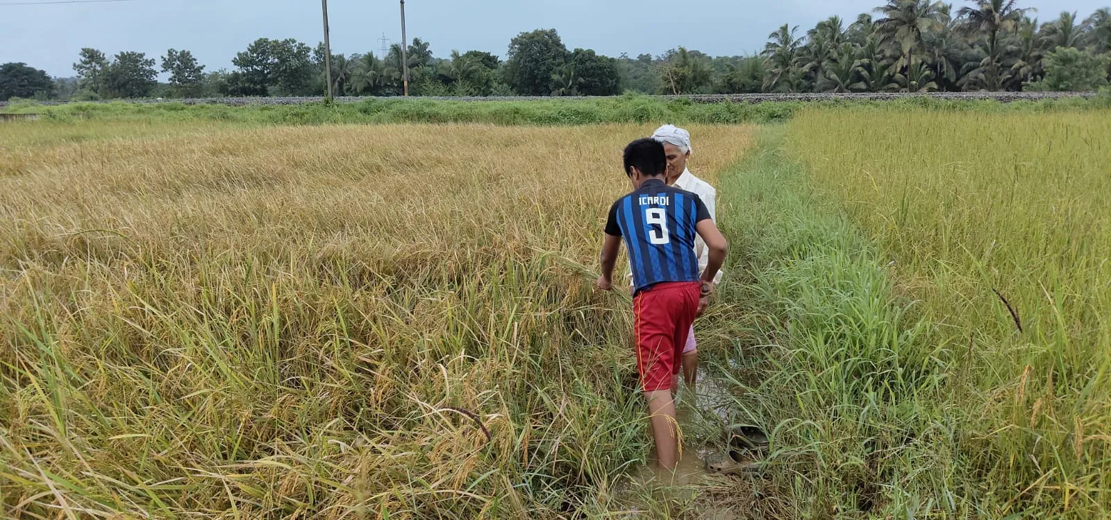 Ashok in paddy field